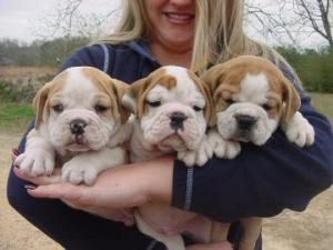 CuteandlovelyEnglishbulldogpuppiesforadopti