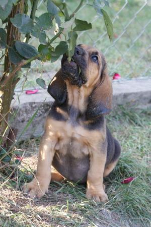 Bloodhound