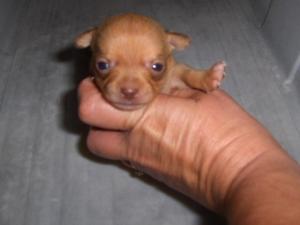 chihuahuapuppiesforsaleinalabama