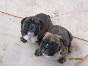 RareweekoldEnglishBulldogpuppies