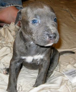 GottiColbyPitBullPupsforSale