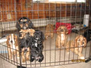 AdorableCockerSpanielPups