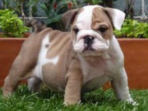 OutstandingQualityEnglishbulldogPuppiesWith