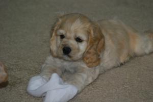 CockerSpanielMalePuppyBuffColoredWeeks