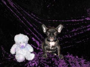 FemaleFrenchBulldogsuperSale