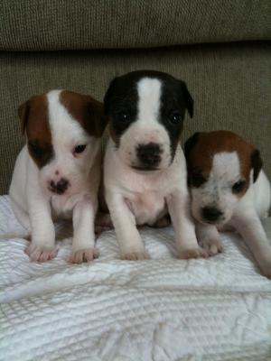 JRTCANationalChampionBredJackRussellPuppies