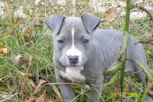 GorgeousBIGbluePitBullpuppiesinConnecticut