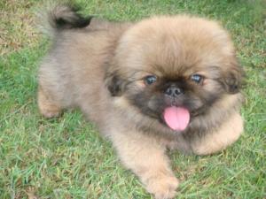 montholdPekingesePuppyforsaleinDubai