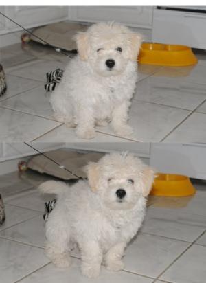 WeeksOldMaleBichonFrise