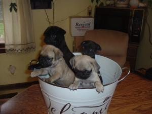 PugPuppies