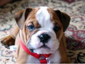 sentimentalenglishbulldogbabies