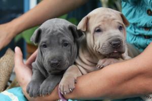 ThaiRidgebackpuppies