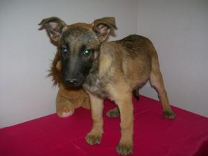 GermanMalinois-LifetimeGuarantee