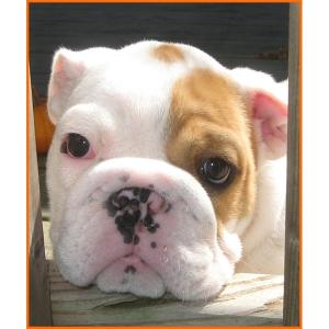 AKCchampionsiredEnglishBulldogfemalepuppy