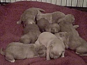 GoldenRetrieverPuppies-