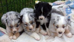 AKCASCAAustralianShepherdpuppiesChampionb