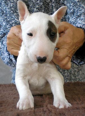 MiniatureBullTerrierPupsshowquality