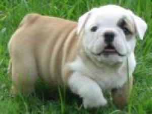 BeautifulAKCEnglishBulldogs