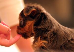 yorkiepuppiesforsell