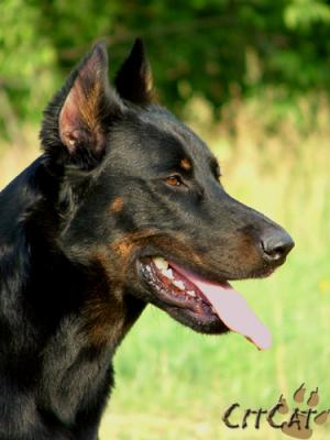 Beauceronpuppies