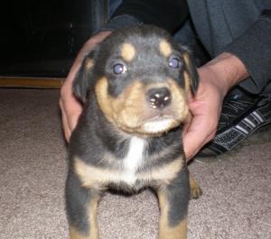 WeekoldMixedBreedPuppies