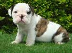 lovelylovelyenglishbulldogforadoption