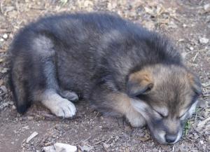 BeautifulwolfpupsforsaleinAustinTXarea