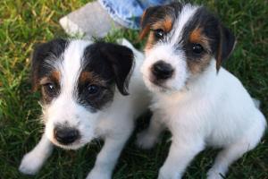 JackRussellPuppiesMontana