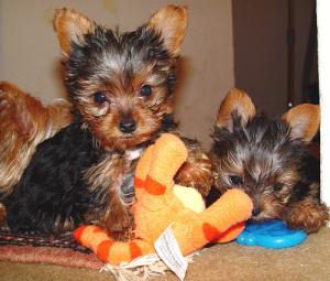 Yorkiepuppiesavailableallweeksold