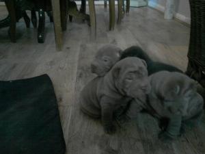 sharpei