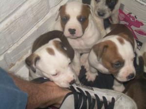 AmericanBulldogpuppies