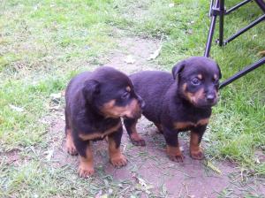 RottweilerDobermanMixPuppies