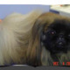 PekingesePuppy