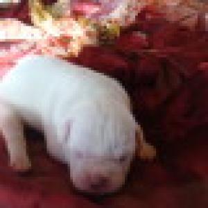 WhiteAmericanBulldog