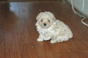 ToyPoodlePuppiesforsale