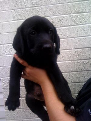 beautifulheathylabradorpuppiesinNC