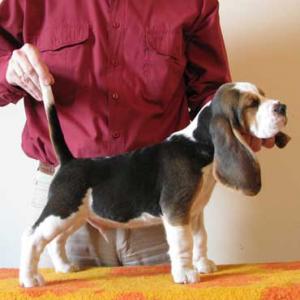 BEAGLELaLuRuquezasFCIPUPPYFather-