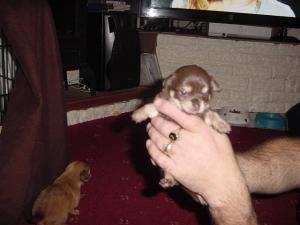chihuahuapuppiesforsale