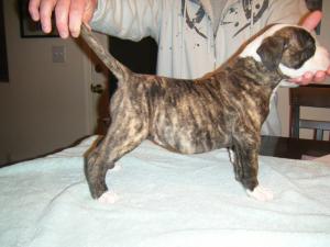 NKCRegisteredAmericanBulldogPups