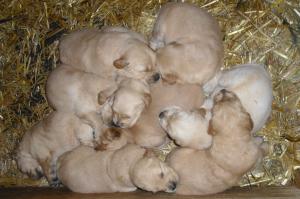 GoldenRetrieverPuppies-readyChristmasEve