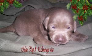 AKCSilverLabPuppiesReadyXmas