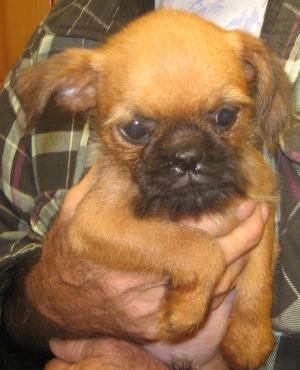 BrusselsGriffon