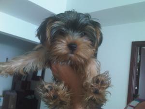 YorkshireTerrierPuppyDogforsale