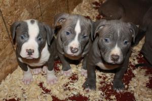 CellBlockKennels-AmericanPitBullTerrier