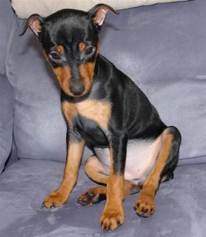 MiniaturePinscher