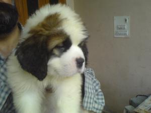 StBernardpuppiesforsale