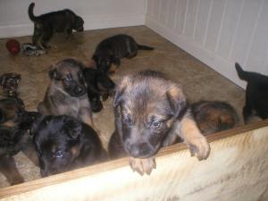 germanshepherdsforsale