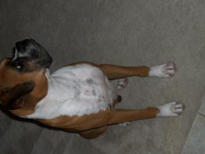 Boxerpuppiesforsale