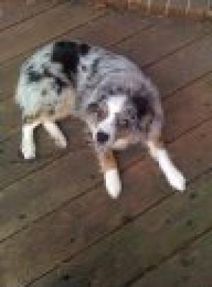 MiniatureAustralianShepherdforSale