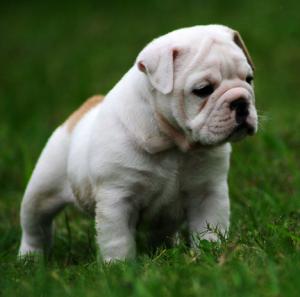 EnglishBulldogPuppiesForSaleAKCRegistered